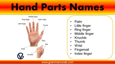 Complete Guide to Hand Anatomy: Parts, Names & Diagram.